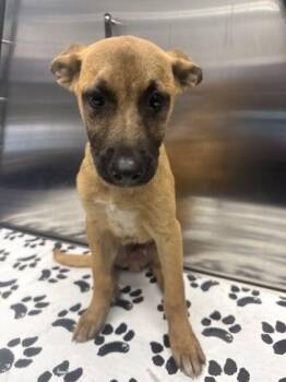 04754b Johnny -  Shepherd and Mixed Breed Dog for Adoption in North Charleston, South Carolina - 04754b Johnny | PetCurious