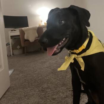 Rescue Black Labrador Retriever Dogs for Adoption in San Diego, California - Nala | PetCurious