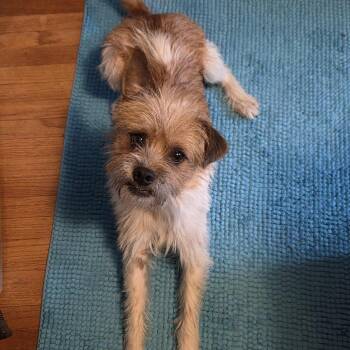 Rescue Terrier and Mixed Breed Dogs for Adoption in Rochester, Minnesota - Terry | PetCurious
