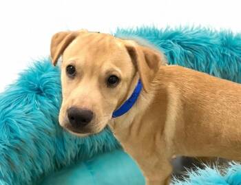 JACK -  German Shepherd Dog and Mixed Breed Dog for Adoption in Fort Lauderdale, Florida - JACK | PetCurious
