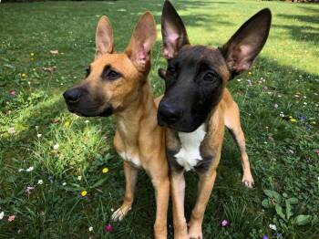 Joe -  Belgian Shepherd Malinois and Mixed Breed Dog for Adoption in Sebastian, Florida - Joe | PetCurious