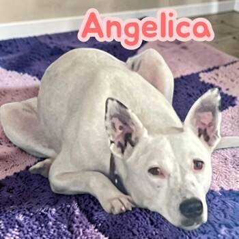 Angelica - Crate/leash/house/obedience trained - good with dogs -  Australian Cattle Dog Blue Heeler Dog for Adoption in Chuckey, Tennessee - Angelica - Crate/leash/house/obedience Trained - Good With Dogs | PetCurious