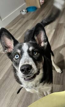 Rescue Australian Cattle Dog Blue Heeler Dogs for Adoption in Cairo, Georgia - Niko | PetCurious