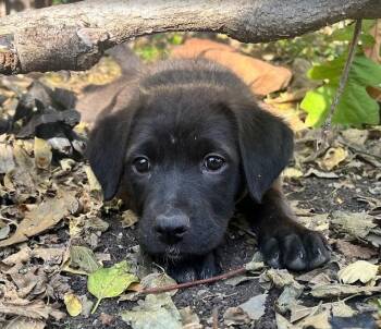 Rescue Labrador Retriever and Shepherd Dogs for Adoption in Plano, Texas - Noel - Lab Pup Girl | PetCurious