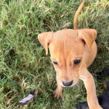 Peach Tea -  Terrier and Mixed Breed Dog for Adoption in Brownsboro, Alabama - Peach Tea | PetCurious