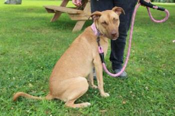 Mel -  Pit Bull Terrier and Mixed Breed Dog for Adoption in Kansas City, Missouri - Mel | PetCurious