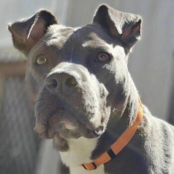 Pit Bull Terrier and Mixed Breed Dogs Available for Adoption in Carmel Hamlet, New York - Opie | PetCurious