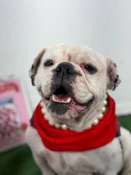 Welma-One of our Amazing Rescue Dogs -  Bulldog and American Bulldog Dog for Adoption in Carlsbad, California - Welma-One Of Our Amazing Rescue Dogs | PetCurious