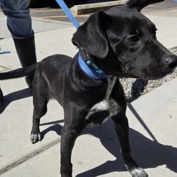 Labrador Retriever and Mixed Breed Dogs Available for Adoption in Voorhees Township, New Jersey - Valentino | PetCurious