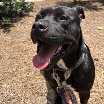 Dixie -  Mixed Breed Dog for Adoption in Alabaster, Alabama - Dixie | PetCurious