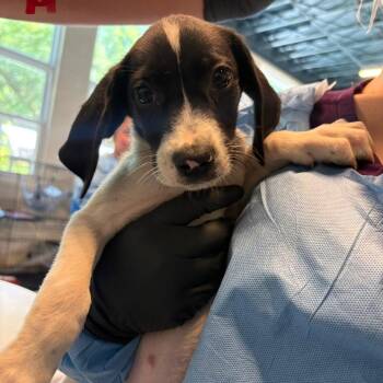 Pumpkin Pie -  Mixed Breed Dog for Adoption in Huntington, West Virginia - Pumpkin Pie | PetCurious
