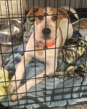 Rescue Labrador Retriever and Australian Cattle Dog Blue Heeler Dogs for Adoption in Parma, Ohio - Nola | PetCurious