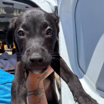 Summer -  Black Labrador Retriever and Rottweiler Dog for Adoption in Bernalillo, New Mexico - Summer | PetCurious