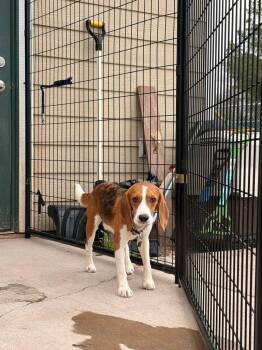 B5 Felix -  Beagle Dog Available for Adoption in Ashland, Wisconsin - B5 Felix | PetCurious