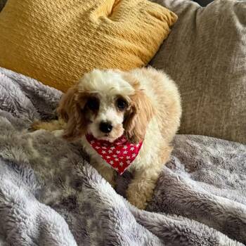 Carter -  Cavapoo Dog for Adoption in North Freedom, Wisconsin - Carter | PetCurious