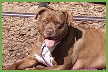 Pit Bull Terrier Dogs Available for Adoption in Amherst, Massachusetts - Brie | PetCurious