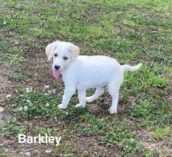 Labradoodle Dogs Available for Adoption in Glocester, Rhode Island - Barkley | PetCurious