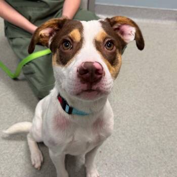 Funion -  Mixed Breed Dog for Adoption in New Castle, Delaware - Funion | PetCurious