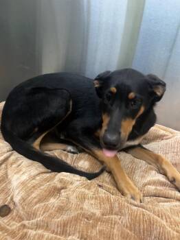 Kiya -  Mixed Breed Dog for Adoption in Raleigh, North Carolina - Kiya | PetCurious