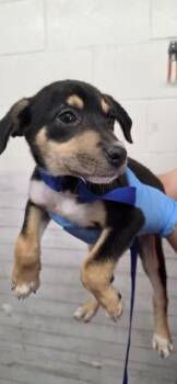 STILTON -  Pit Bull Terrier and Mixed Breed Dog for Adoption in San Bernardino, California - STILTON | PetCurious