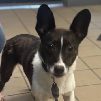 Zuko -  Corgi Dog for Adoption in Marshalltown, Iowa - Zuko | PetCurious