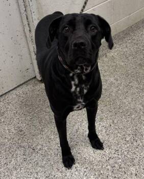 Humphrey -  Mixed Breed Dog for Adoption in Kansas City, Missouri - Humphrey | PetCurious