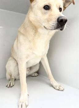 Golden Retriever and Labrador Retriever Dogs Available for Adoption in Houston, Texas - A654979 | PetCurious