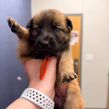 Shepherd Dogs Available for Adoption - Chewie | PetCurious