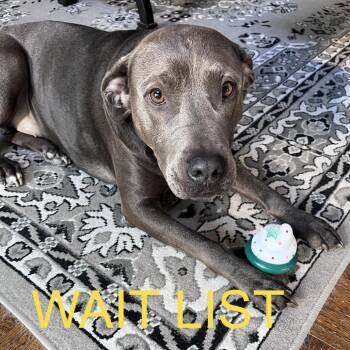 Andy -  Pit Bull Terrier and Mixed Breed Dog for Adoption in Livingston, Texas - Andy | PetCurious