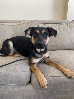 Mixed Breed Dogs Available for Adoption in Thousand Oaks, California - StinkBug | PetCurious