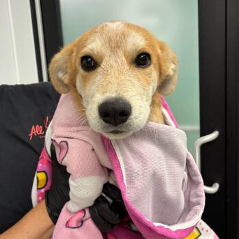 Merlin -  Retriever and Mixed Breed Dog for Adoption in Abilene, Texas - Merlin | PetCurious