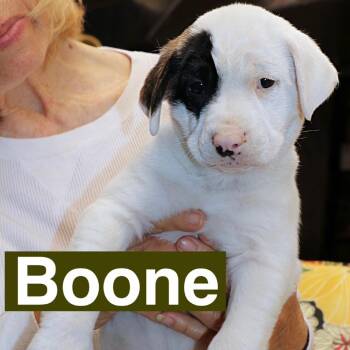Hound and Beagle Dogs Available for Adoption in Potomac, Maryland - Boone | PetCurious