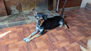 Dulce, Courtesy Post -  Shepherd and Terrier Dog for Adoption in Calgary, Alberta - Dulce, Courtesy Post | PetCurious