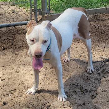 Princess -  Pit Bull Terrier Dog for Adoption in Jena, Louisiana - Princess | PetCurious