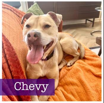 Yellow Labrador Retriever and American Bully Dogs Available for Adoption in Cumming, Georgia - Chevy | PetCurious