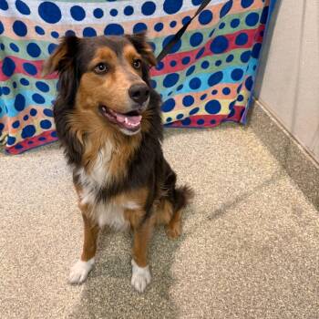 IVHS-Stray-144553 -  Australian Shepherd Dog for Adoption in San Gabriel, California - IVHS-Stray-144553 | PetCurious