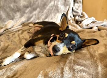 Cira -  Rat Terrier Dog for Adoption in Holly Springs, North Carolina - Cira | PetCurious