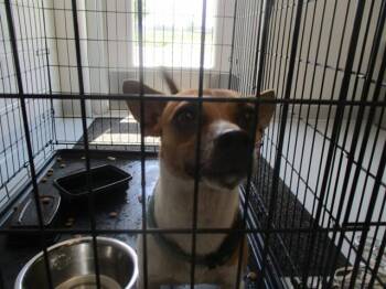 A385062 -  Chihuahua Dog for Adoption in Ocala, Florida - A385062 | PetCurious