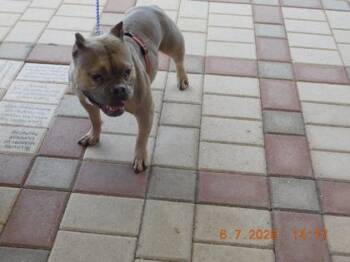 Munchkin -  English Bulldog and Staffordshire Bull Terrier Dog for Adoption in North Richland Hills, Texas - Munchkin | PetCurious