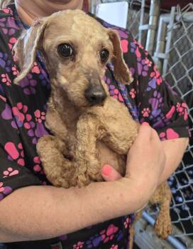 Poodle and Miniature Poodle Dogs Available for Adoption in North Olmsted, Ohio - Simon | PetCurious