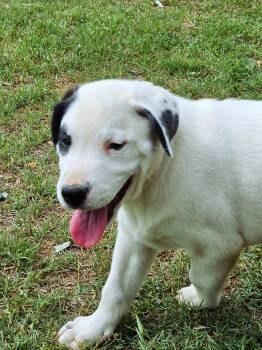 Patch -  Labrador Retriever and Mixed Breed Dog for Adoption in San Antonio, Texas - Patch | PetCurious