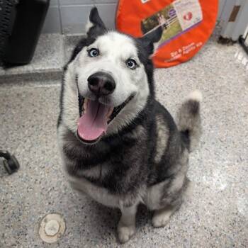 Damon -  Mixed Breed and Siberian Husky Dog for Adoption in West Olive, Michigan - Damon | PetCurious