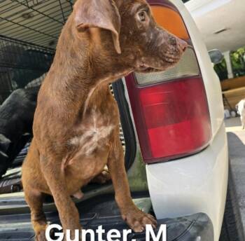 Gunter -  Mixed Breed Dog for Adoption in Parma, Ohio - Gunter | PetCurious
