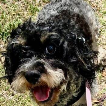Cavapoo Dogs Available for Adoption in Lakewood Village, Texas - Oreo | PetCurious