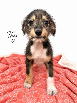 Theo -  Miniature Schnauzer Dog for Adoption in Baton Rouge, Louisiana - Theo | PetCurious