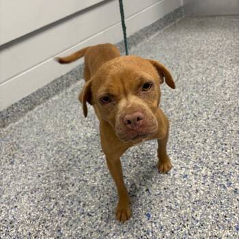 Mushroom -  English Bulldog and Mixed Breed Dog for Adoption in Greenville, South Carolina - Mushroom | PetCurious
