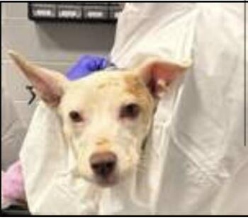 Honey -  Pit Bull Terrier Dog for Adoption - Honey | PetCurious