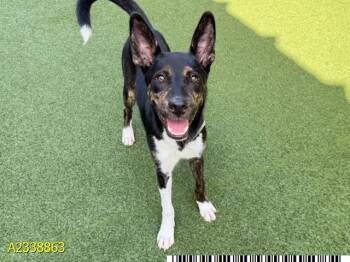 LACY -  Mixed Breed Dog for Adoption in West Palm Beach, Florida - LACY | PetCurious