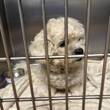 Ice -  Poodle and Bichon Frise Dog for Adoption in Warren, New Jersey - Ice | PetCurious