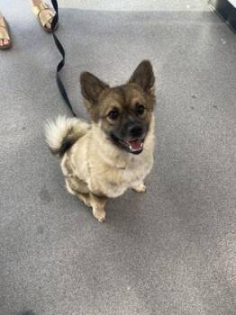 Mixed Breed Dogs Available for Adoption in West Chester, Pennsylvania - Maximus Prime | PetCurious